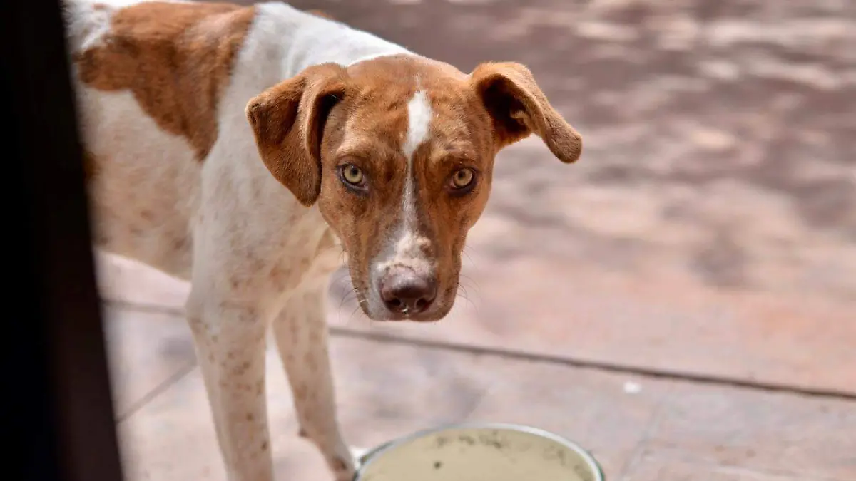 Croquetas perros de la calle Perros (3)